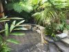 davids-house-garden-walkway